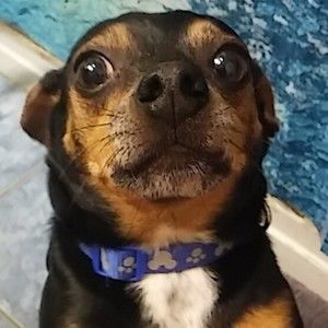 Meet your Posher, Casey